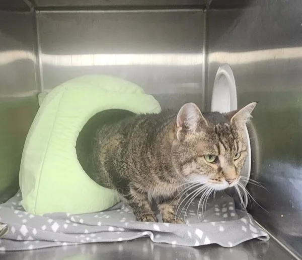 Dandelion thumbnail 2