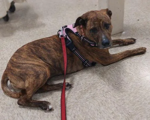 Brooklyn thumbnail 2