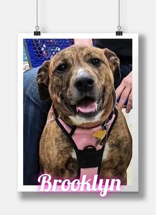 Brooklyn thumbnail 3