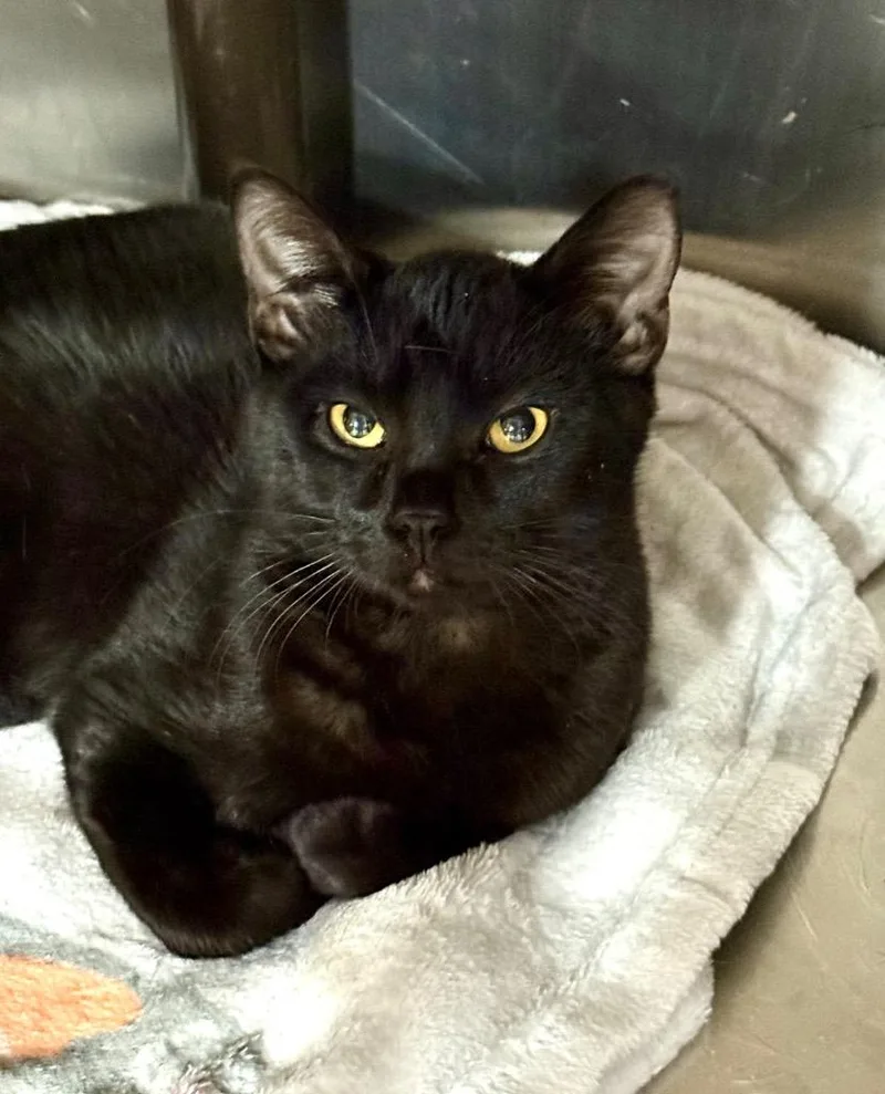 Jet Propulsion thumbnail 4