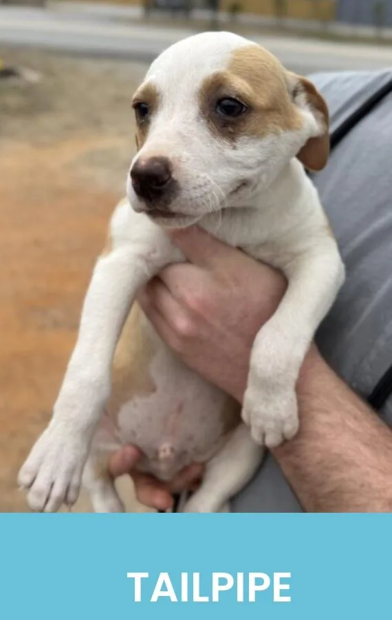 Tailpipe thumbnail 2