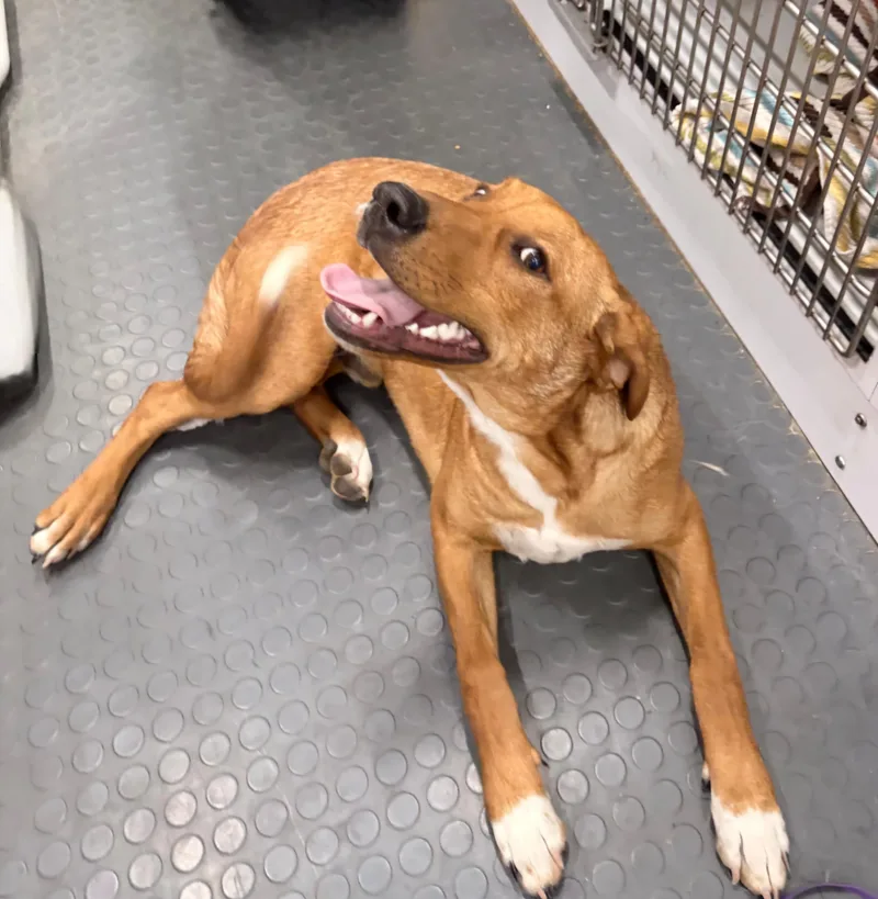 Prinston thumbnail 2