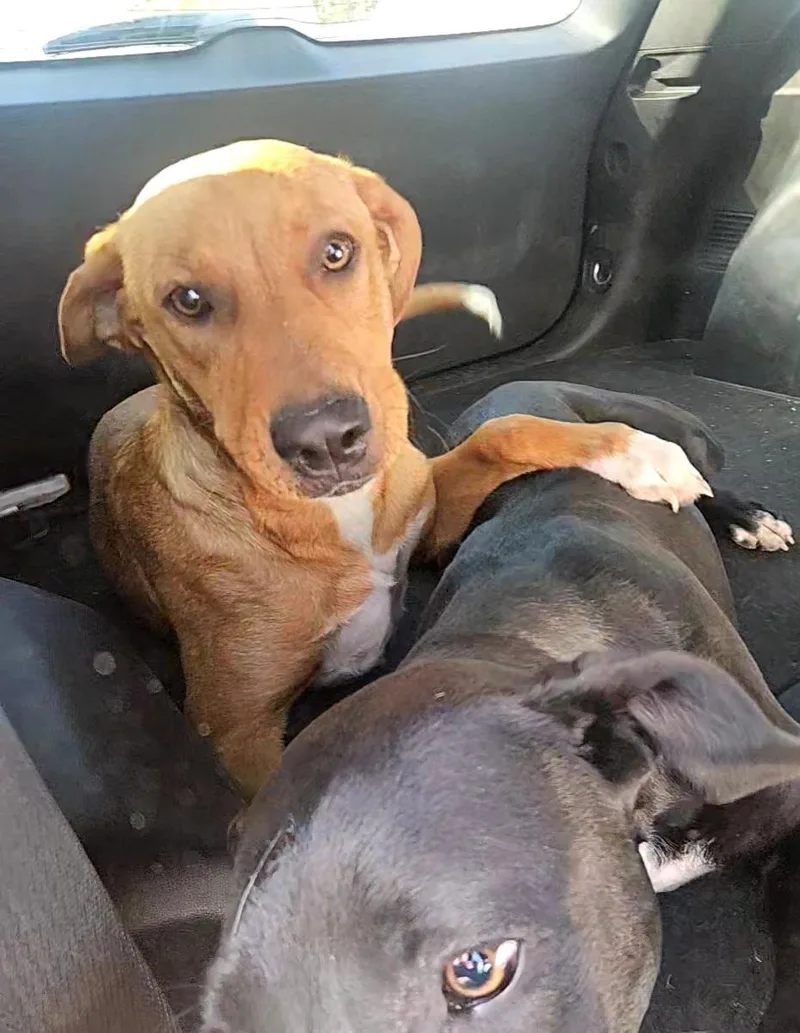 Prinston thumbnail 4