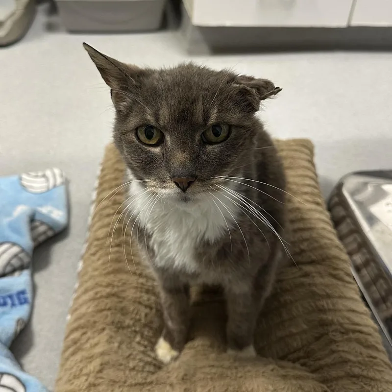 Sterling thumbnail 2