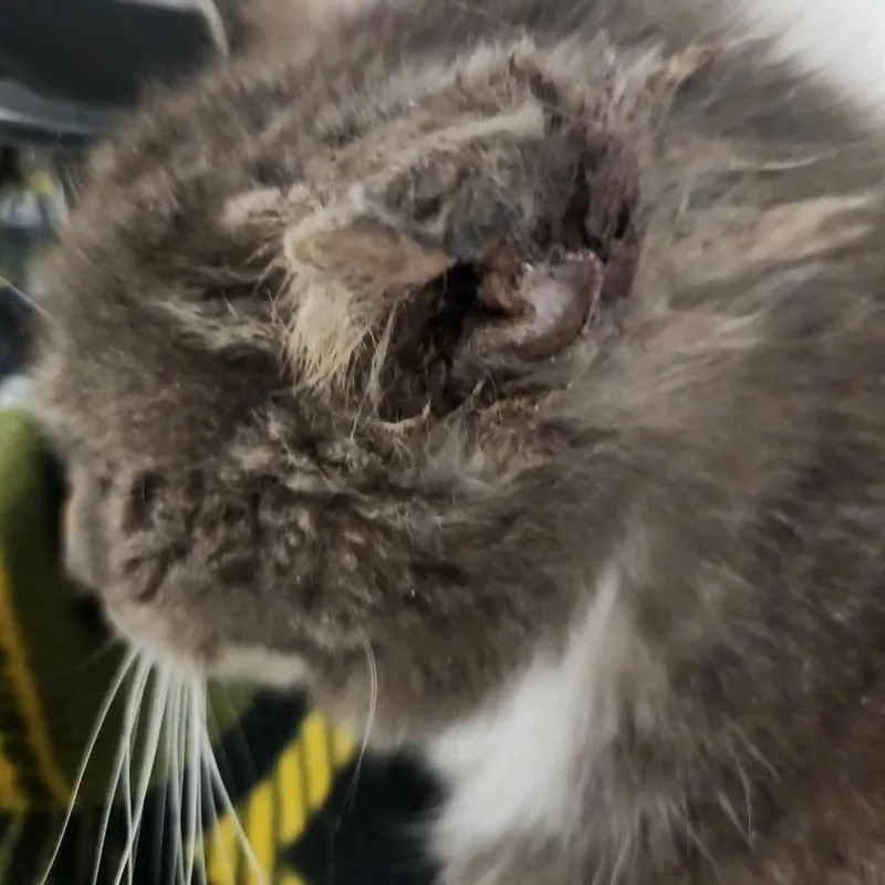 Sterling thumbnail 3