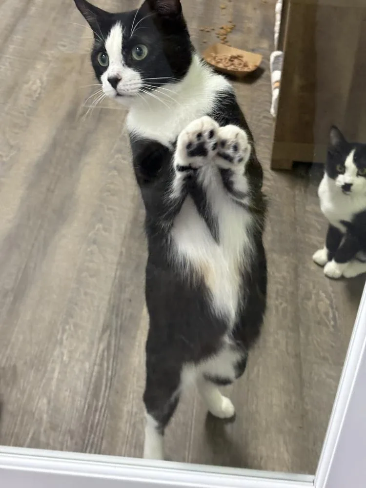 Mae West thumbnail 2