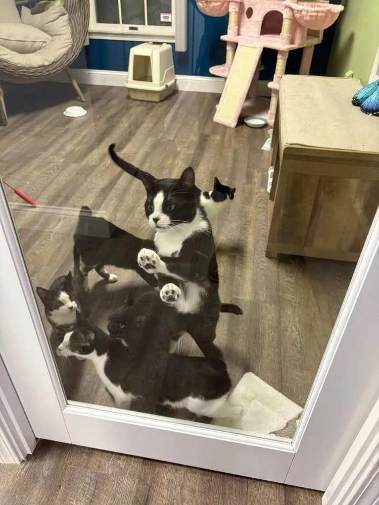 Mae West thumbnail 3