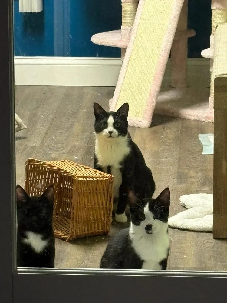 Mae West thumbnail 4