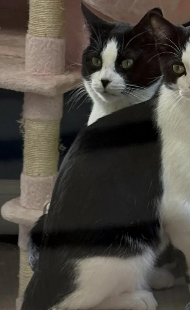 Mae West thumbnail 5