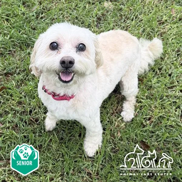 A senior small-sized female Shih Tzu dog named Pumpkin for adoption in Irvine, CA
