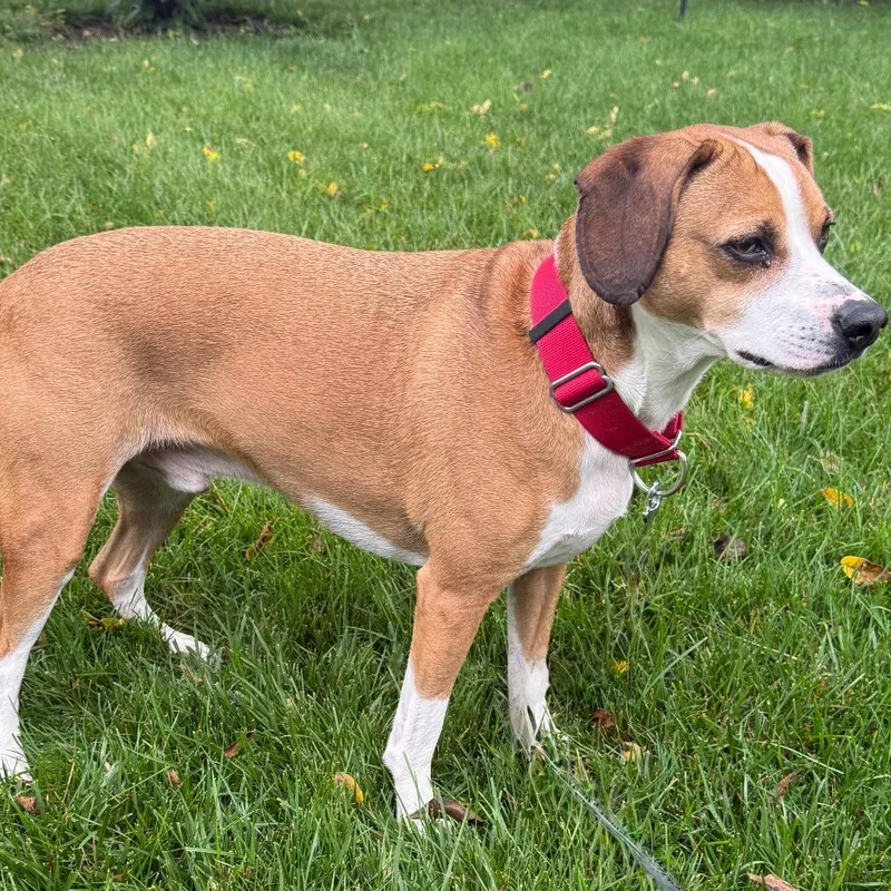 An adult medium-sized male Yellow / Tan / Blond / Fawn Beagle dog named Duke for adoption in Cincinnati, OH
