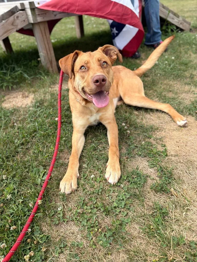 A young medium-sized female American Staffordshire Terrier dog named Gemma for adoption in Pierceton, IN