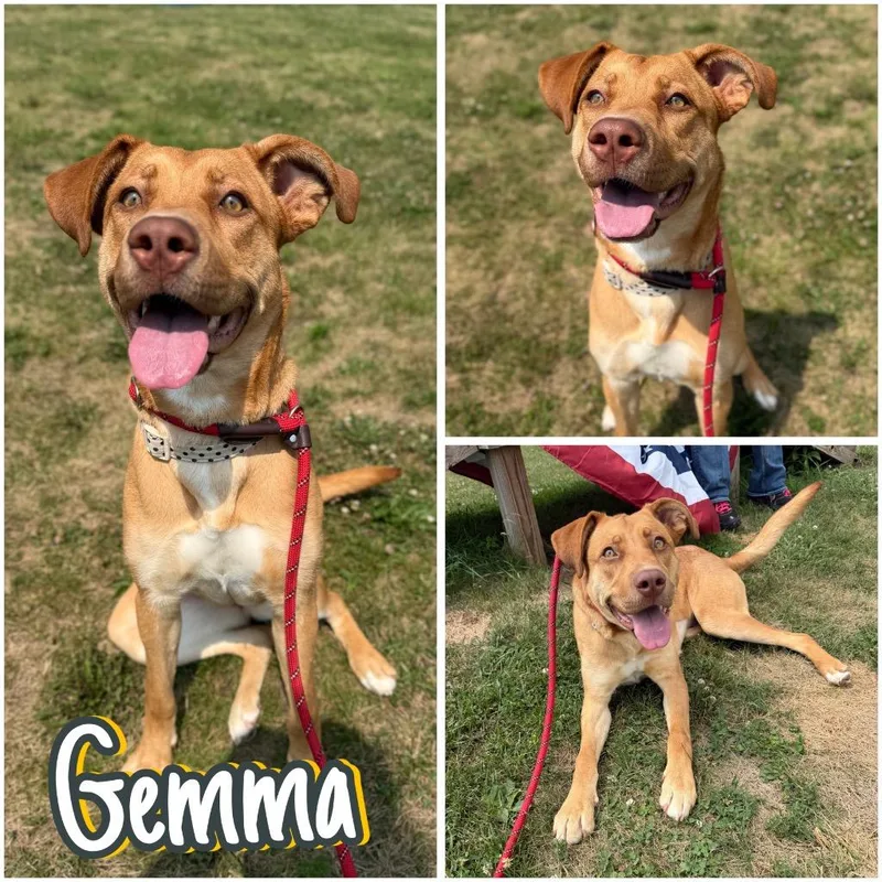 Gemma thumbnail 2