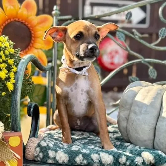 A baby small-sized female Red / Chestnut / Orange Chihuahua dog named Ginger for adoption in Southport, CT