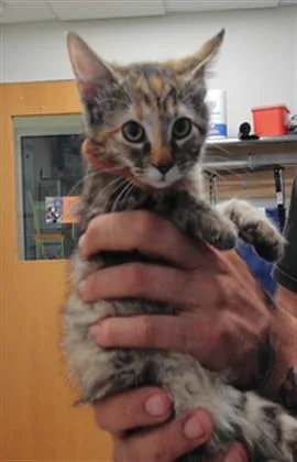A baby small-sized female Domestic Short Hair cat named Girl Scout Cookie for adoption in Albuquerque, NM