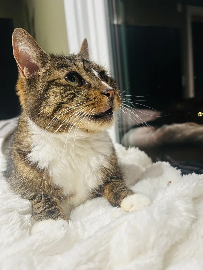 A senior medium-sized female Tabby (Brown / Chocolate) Domestic Short Hair cat named Cleo for adoption in Hoboken, NJ