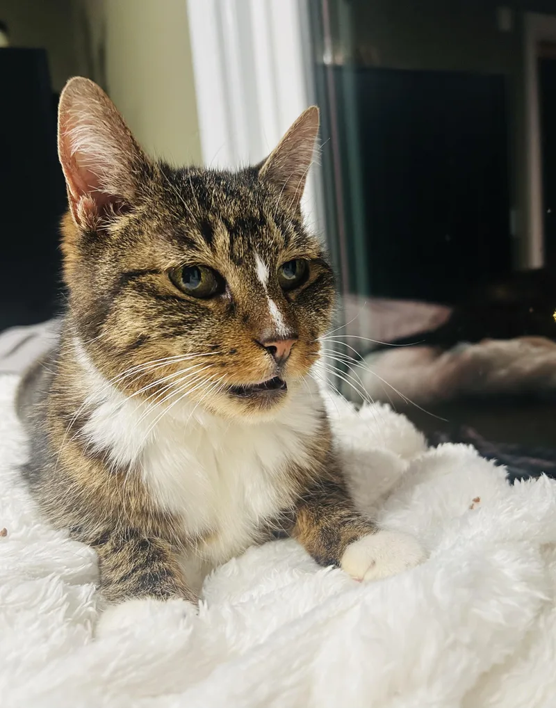 Cleo thumbnail 2