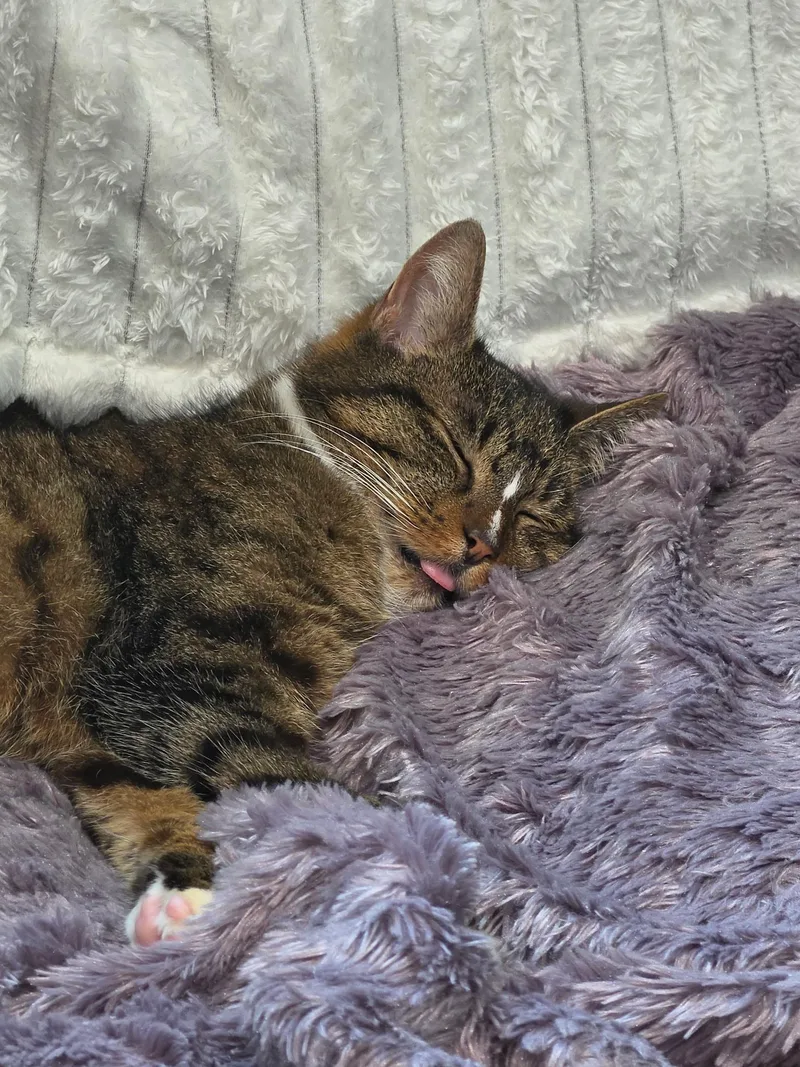 Cleo thumbnail 3
