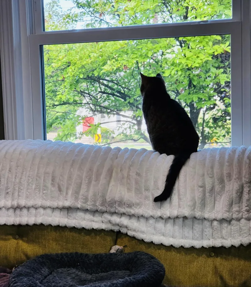 Cleo thumbnail 4