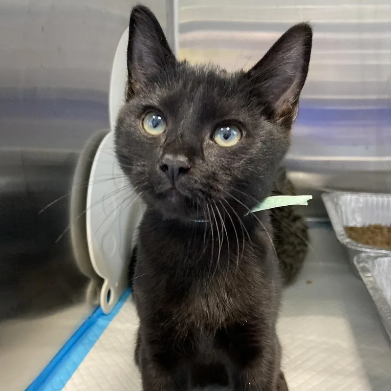 A baby small-sized male Black Domestic Short Hair cat named Billy for adoption in Greensboro, NC