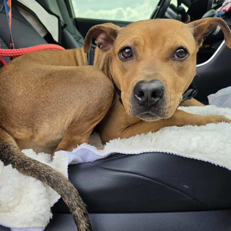 An adult medium-sized female Bicolor Mixed Breed dog named Harley for adoption in Lancaster, SC