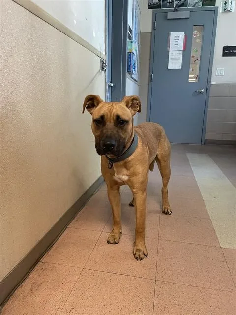 A young large-sized male Mastiff dog named Red for adoption in San Jose, CA
