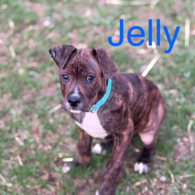 A baby large-sized male Brindle American Staffordshire Terrier dog named Jelly for adoption in Davisburg, MI