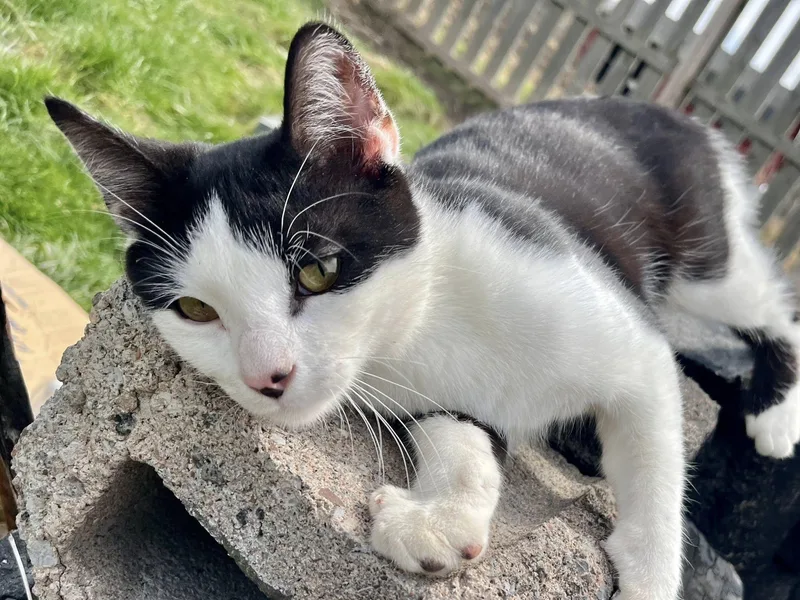 A young medium-sized male Black & White / Tuxedo American Shorthair cat named Nimbus for adoption in Elkland, PA