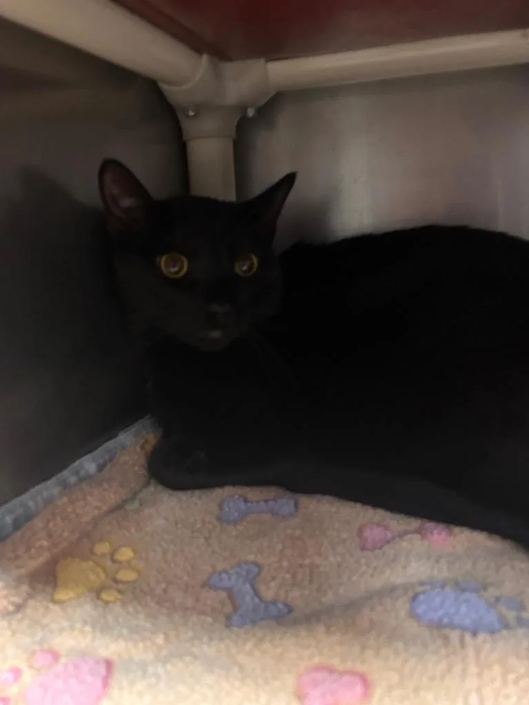 A young small-sized male Domestic Short Hair cat named Merlin for adoption in New Manchester, WV
