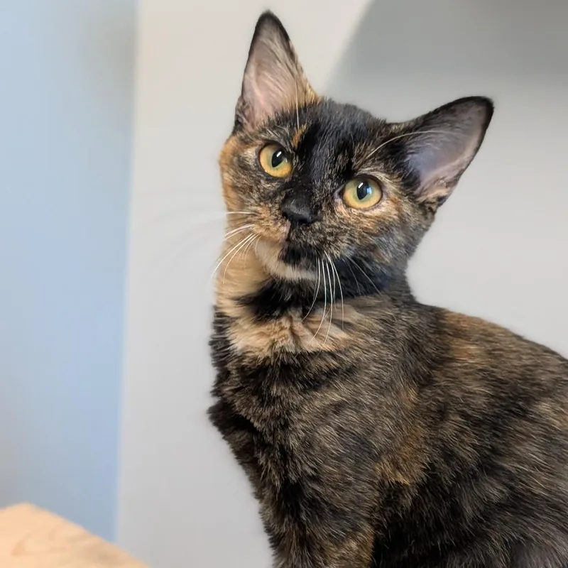 A baby medium-sized female Domestic Short Hair cat named Dr. Pepper for adoption in Cape Girardeau, MO