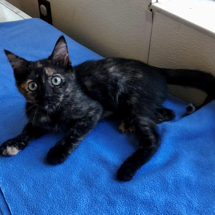 A baby large-sized female Tortoiseshell Domestic Short Hair cat named Tallulah for adoption in Lodi, CA
