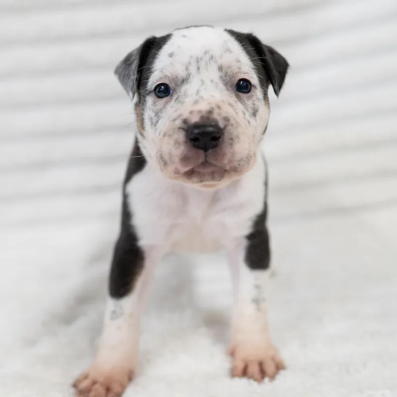 A baby small-sized female White / Cream Australian Cattle Dog / Blue Heeler dog named Ruth for adoption in Fulton, MO
