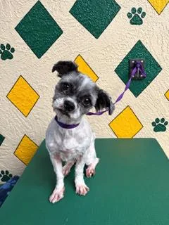 A young small-sized female White / Cream Shih Tzu dog named Bonnie for adoption in Tifton, GA
