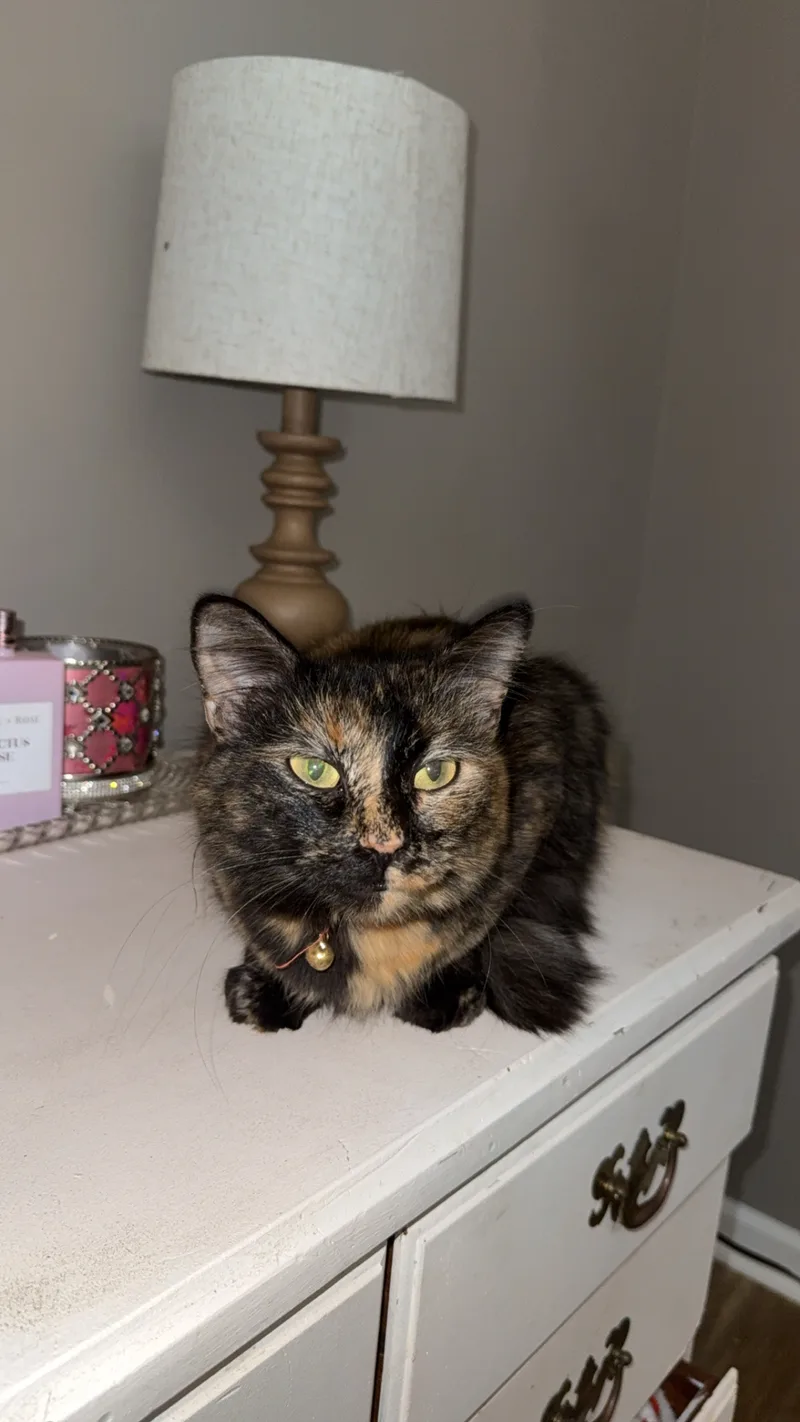 Mama Kitty thumbnail 2