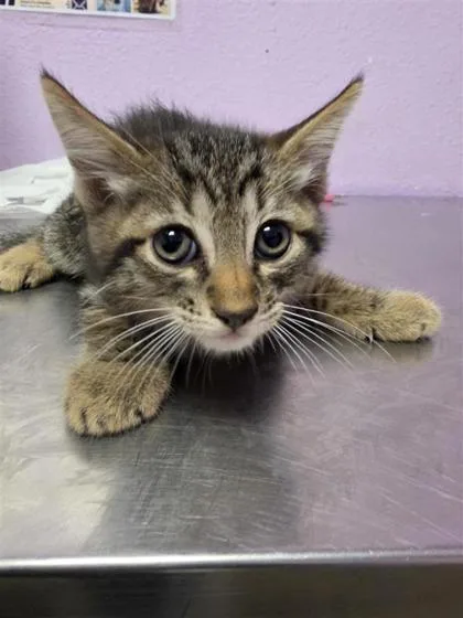 A baby small-sized male Brown / Chocolate Domestic Medium Hair cat named Paisano for adoption in El Paso, TX