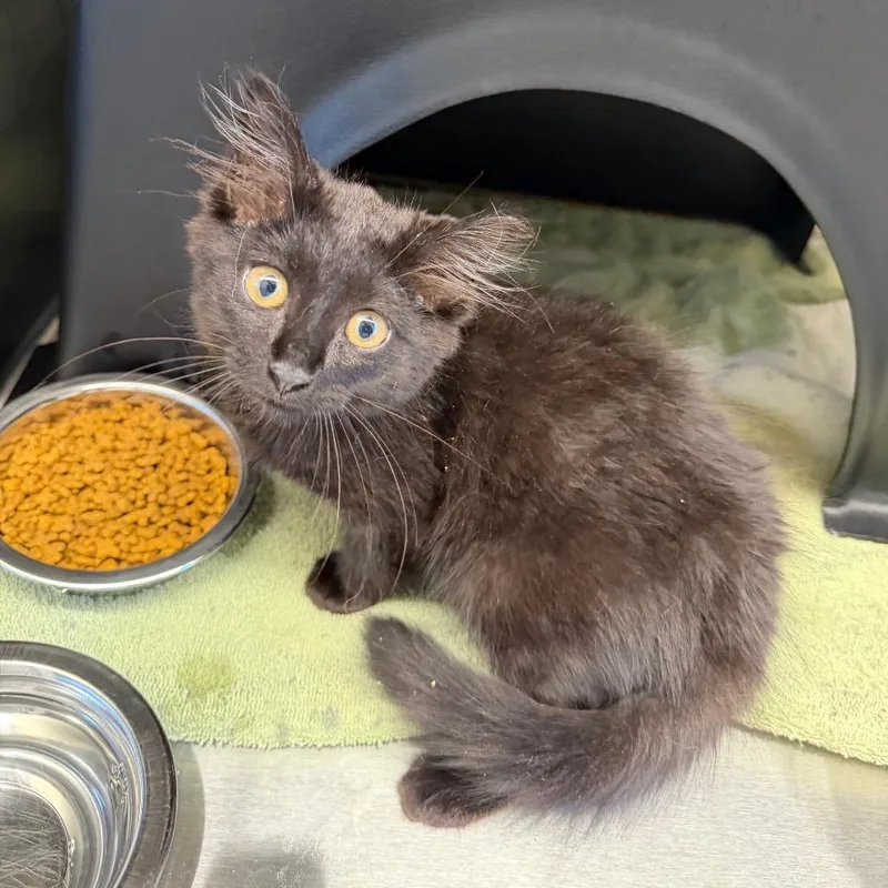 A baby small-sized female Black Domestic Medium Hair cat named Echo for adoption in Morganton, NC