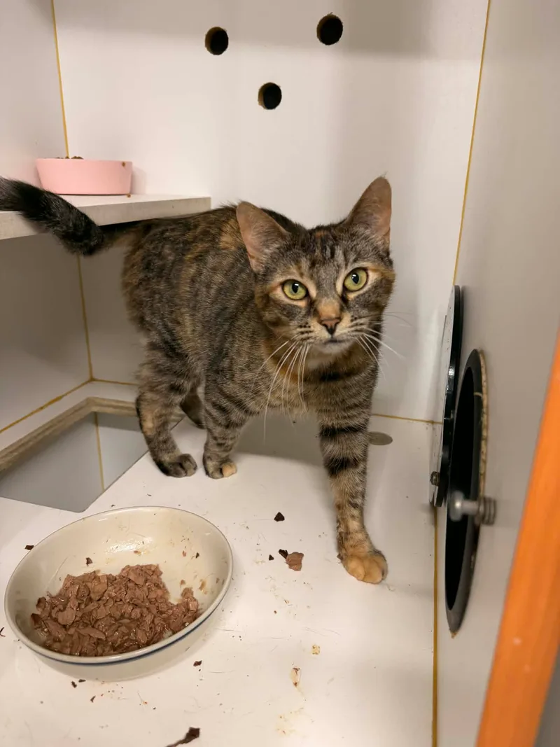 Sansa and Mimosa bonded pair thumbnail 2