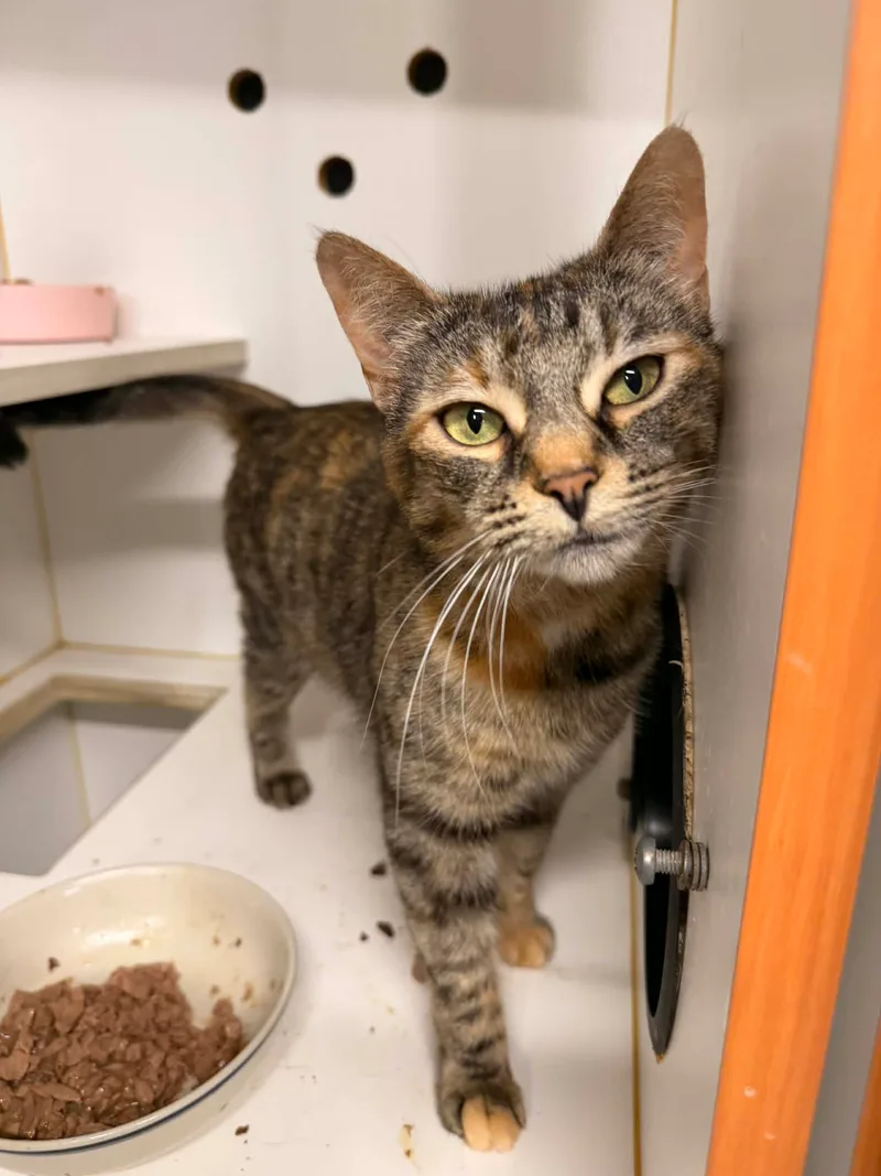 Sansa and Mimosa bonded pair thumbnail 3