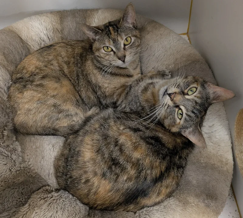 Mimosa and Sansa bonded Pair