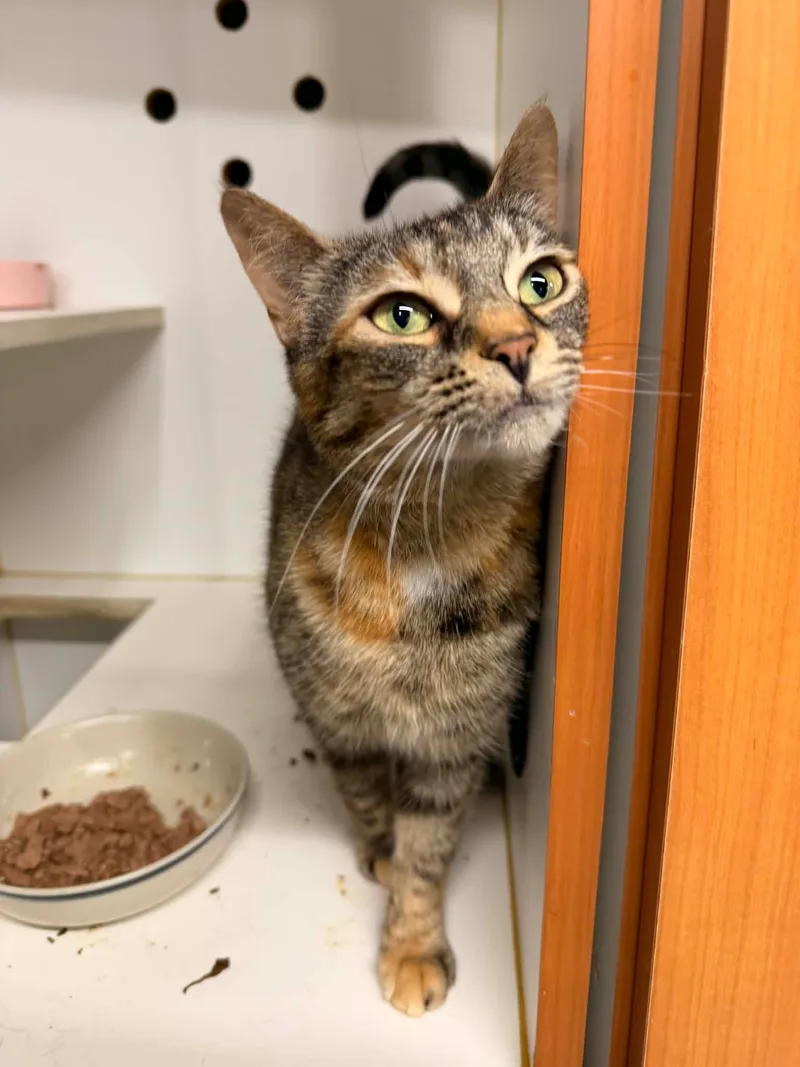 Mimosa and Sansa bonded Pair thumbnail 4