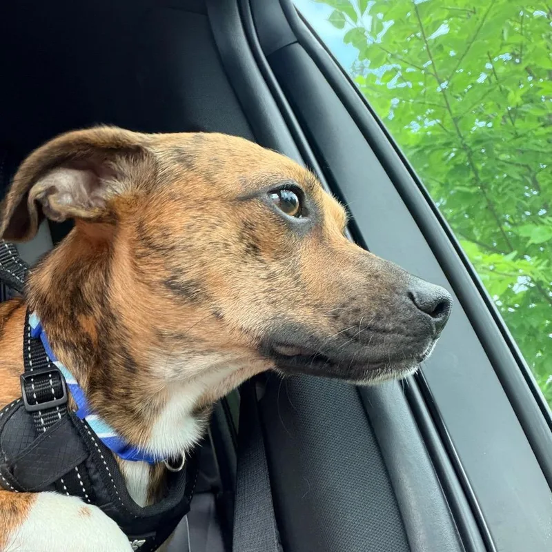 An adult small-sized male Brown / Chocolate Chihuahua dog named Echo for adoption in Durham, NC