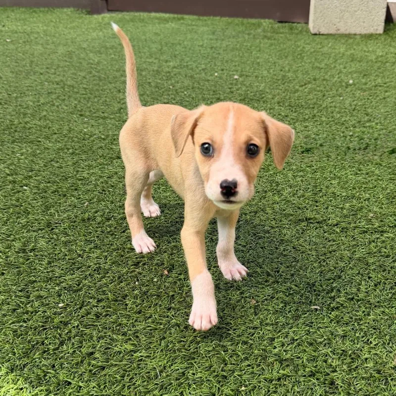 A baby medium-sized male Mixed Breed dog named Biscuit for adoption in LOXAHATCHEE, FL