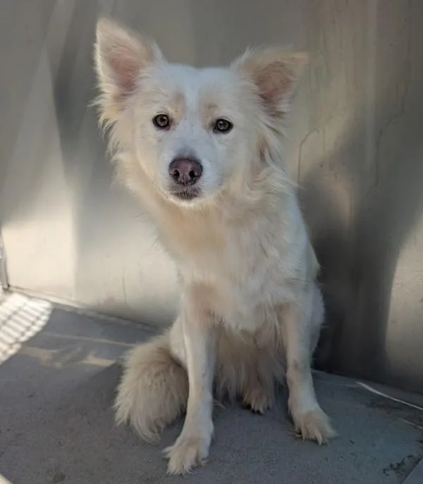A young medium-sized female Siberian Husky dog named Banana for adoption in El Cajon, CA