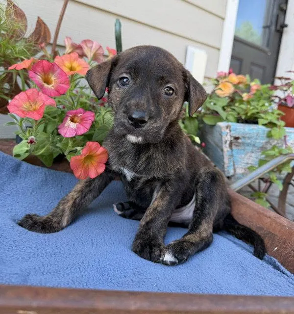 A baby medium-sized male Labrador Retriever dog named Clarks Grove for adoption in Duluth, MN