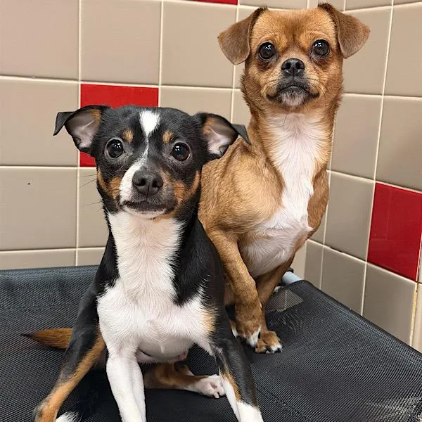 Precious  Bonded Buddy thumbnail 3