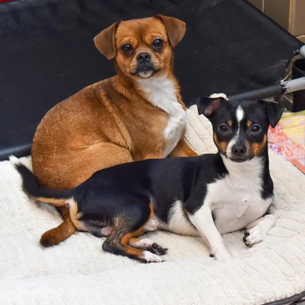 Precious  Bonded Buddy thumbnail 5