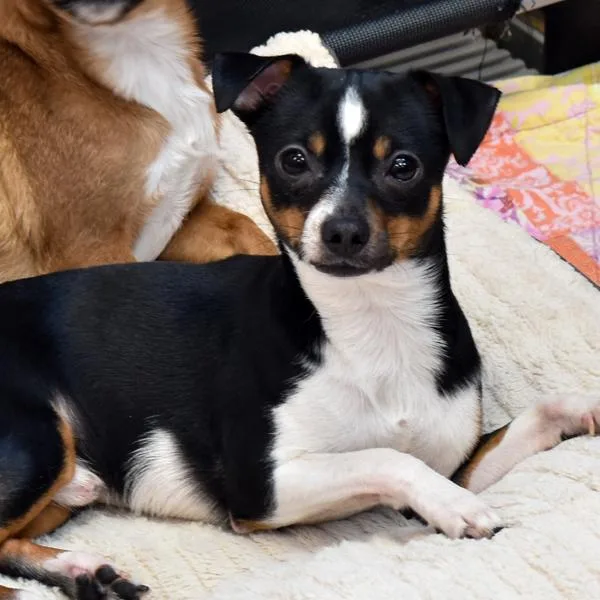 Sky  Bonded Buddy thumbnail 2