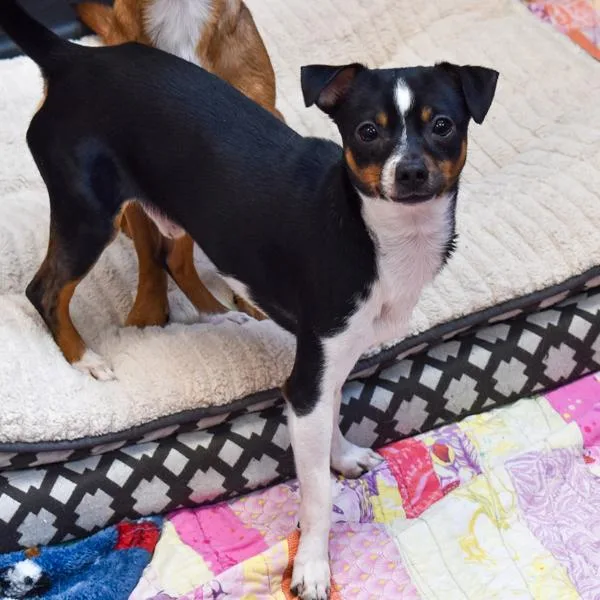 Sky  Bonded Buddy thumbnail 3