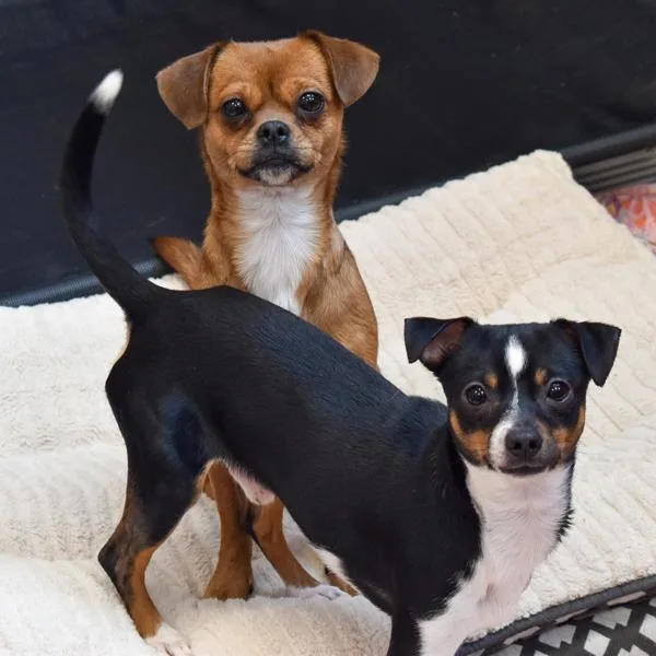 Sky  Bonded Buddy thumbnail 5