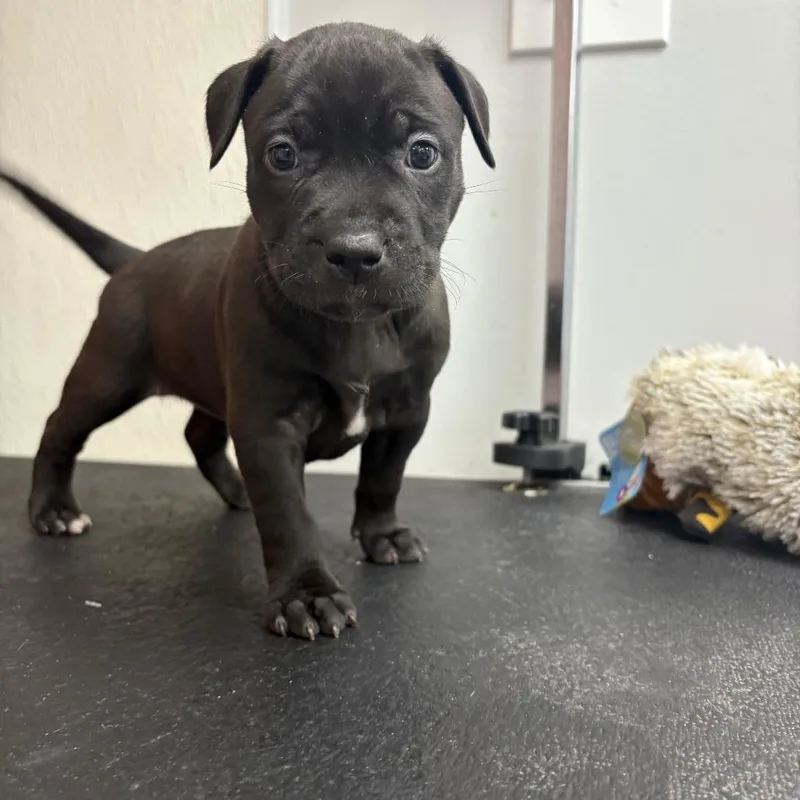 Midnight thumbnail 2